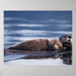 zeeotter, Enhydra lutris lutris Poster