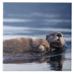 zeeotter, Enhydra lutris lutris Tegeltje