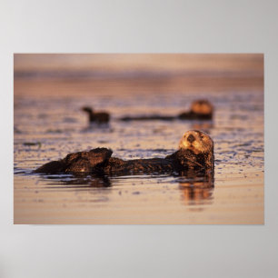 Zeeotters, Enhydra lutris 3 Poster
