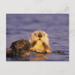 Zeeotters, Enhydra lutris 5 Briefkaart