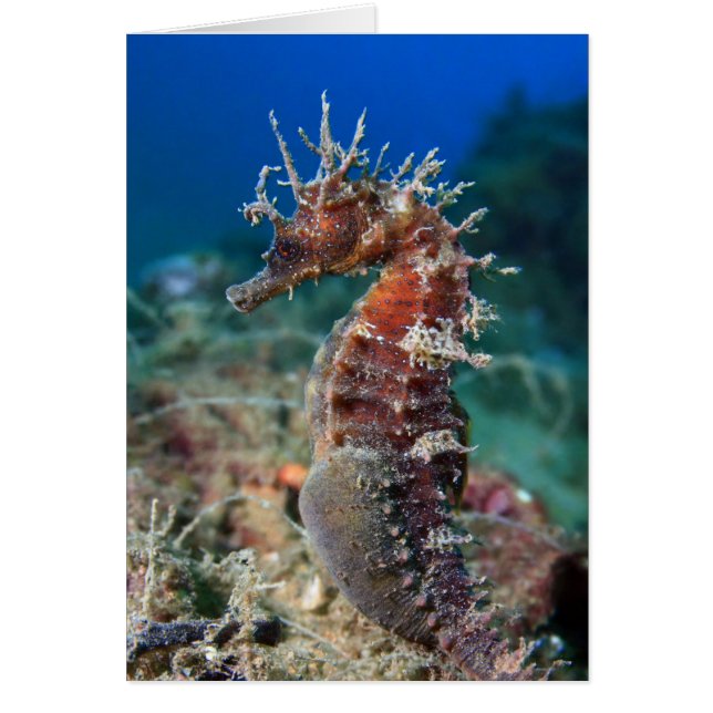 Zeepaard | Hippocampus Ramulosus (Voorkant)