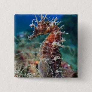 Zeepaard   Hippocampus Ramulosus Vierkante Button 5,1 Cm