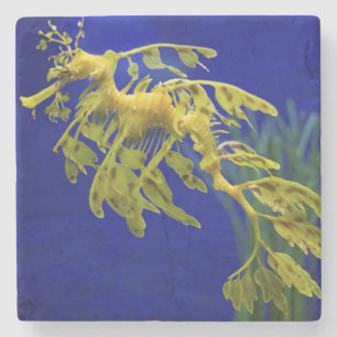 Zeepaard Stenen Onderzetter