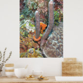 Zeepaardje op koraal poster (Keuken)