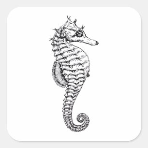 Zeepaardje, zee dierillustratie vierkante sticker