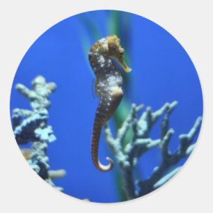 zeepaardmagie ronde sticker