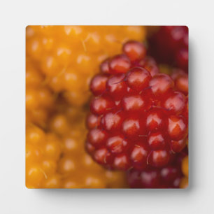 Zeer Berry Fotoplaat
