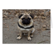 Zeer ernstige pug (Voorkant Horizontaal)