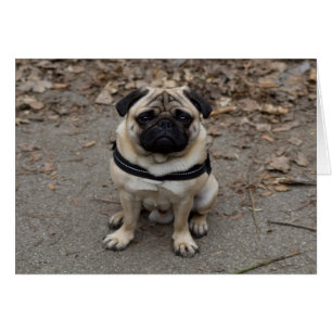 Zeer ernstige pug
