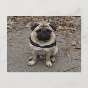 Zeer ernstige pug briefkaart