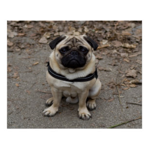 Zeer ernstige pug perfect poster