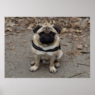 Zeer ernstige pug poster