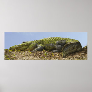 Zeer groot Alligator Panoramisch Poster