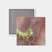 Zeer Hongaarse driepijlerpijler Magneet (Voorkant / Achterkant)