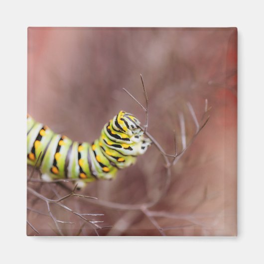 Zeer Hongaarse driepijlerpijler Magneet (Voorkant)