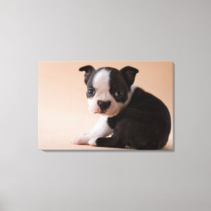 Zeer jonge Boston Terrier Puppy Canvas Afdruk