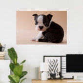 Zeer jonge Boston Terrier Puppy Poster (Thuiskantoor)