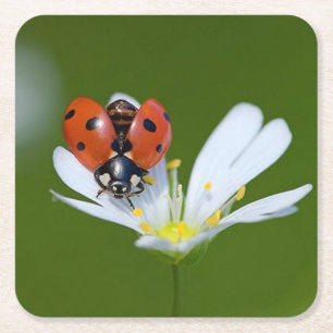 Zeer kool Ladybug op een ventilator Vierkante Kartonnen Onderzetter