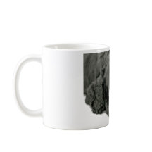 Zeer schattige puppy