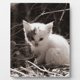 Zeer schattige zwarte en witte kitten in stro fotoplaat