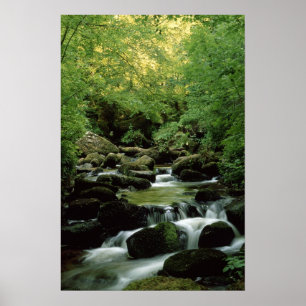Zeer speciaal Poster Woodland Stream.