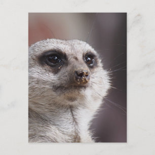 Zeerkat Dier Safari Afrika Schattig Suricata Briefkaart
