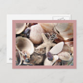 Zeeschalen aan de kust briefkaart (Voorkant / Achterkant)