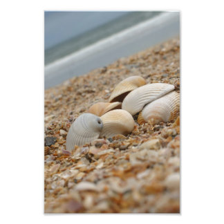 Zeeschalen op strandfoto's Verbeeldingsbeelden Foto Afdruk