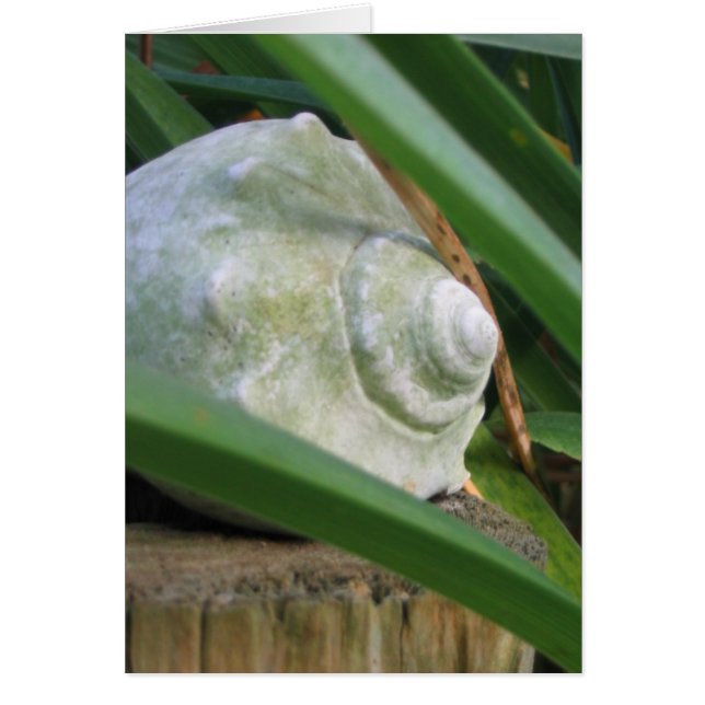 Zeeschelp (Voorkant)