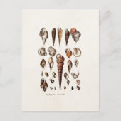  zeeschelp Aangepaste reg. Auger Shell Briefkaart (Voorkant)