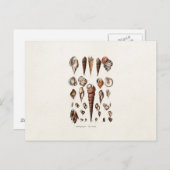 zeeschelp Aangepaste reg. Auger Shell Briefkaart (Voorkant / Achterkant)