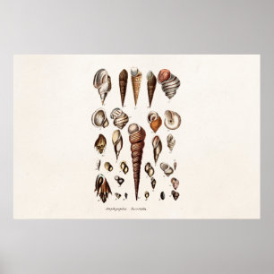 zeeschelp Aangepaste reg. Auger Shell Poster