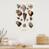 zeeschelp Aangepaste reg. Auger Shell Poster (Keuken)
