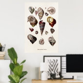 zeeschelp Aangepaste reg. Auger Shell Poster (Thuiskantoor)