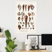 zeeschelp Aangepaste reg. Auger Shell Poster (Thuiskantoor)