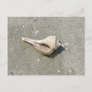 Zeeschelp Briefkaart