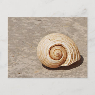 Zeeschelp Briefkaart