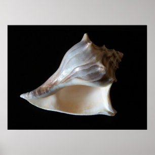 Zeeschelp Poster