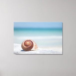 Zeeschelp   Sint-Petersburg, Florida Canvas Afdruk
