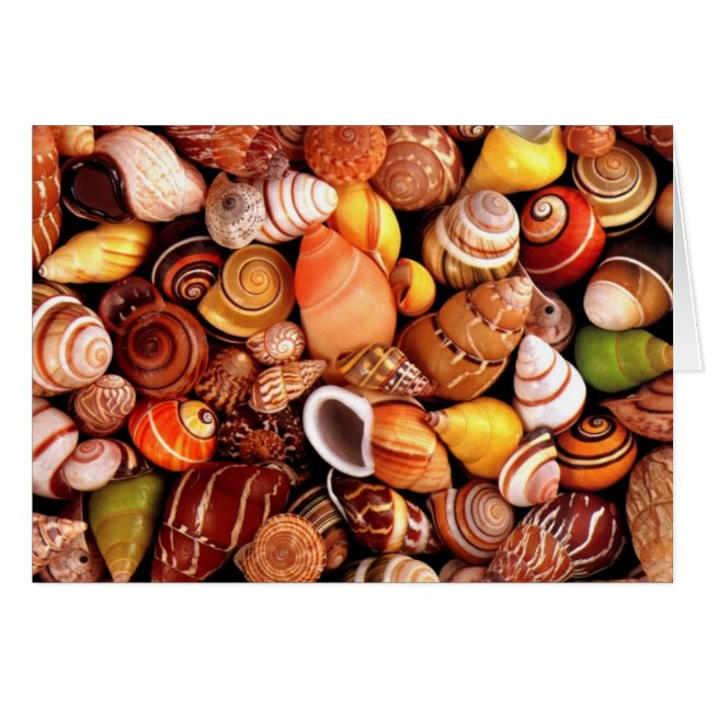 Zeeschelpen (Voorkant Horizontaal)