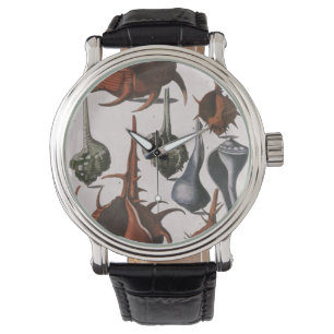 Zeeschelpen, Antieke Zeeschelpen, Oceaan Marien Le Horloge