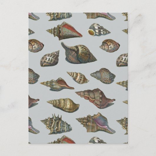 zeeschelpen briefkaart (Voorkant)