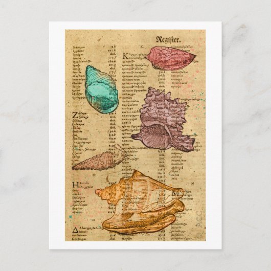 Zeeschelpen Briefkaart (Voorkant)