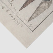 Zeeschelpen Ephemera Decoupage Frans Tissuepapier (Detail)