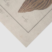 Zeeschelpen Ephemera Decoupage Frans Tissuepapier (Detail)