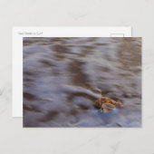 Zeeschelpen in Surf Briefkaart (Voorkant / Achterkant)