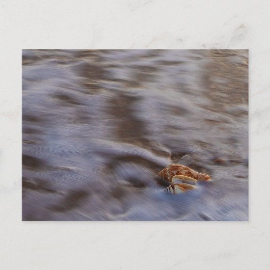 Zeeschelpen in Surf Briefkaart (Voorkant)