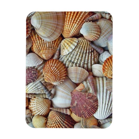 Zeeschelpen Magneet (Verticaal)