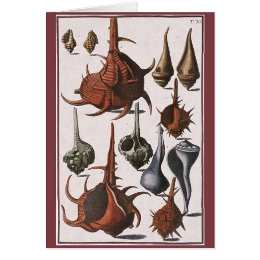 zeeschelpen, oceaanzeeschelpen Marine Life (Voorkant)