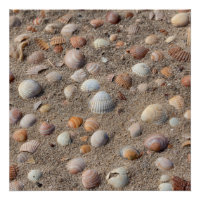 Zeeschelpen op het strand